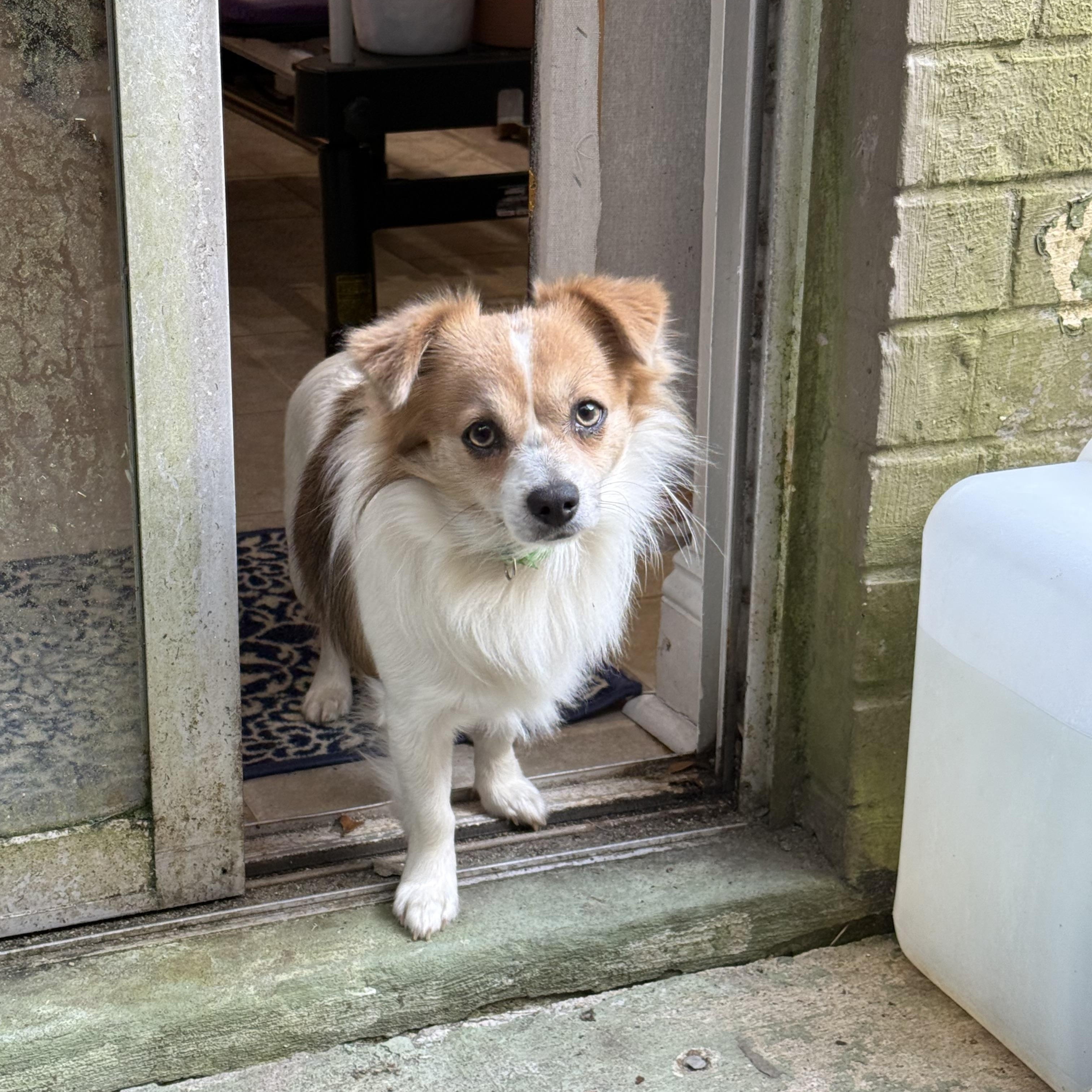 Tom & Jerry (Benefactor Dogs) BONDED PAIR, an adoptable Papillon, Chihuahua in New Orleans, LA, 70124 | Photo Image 6