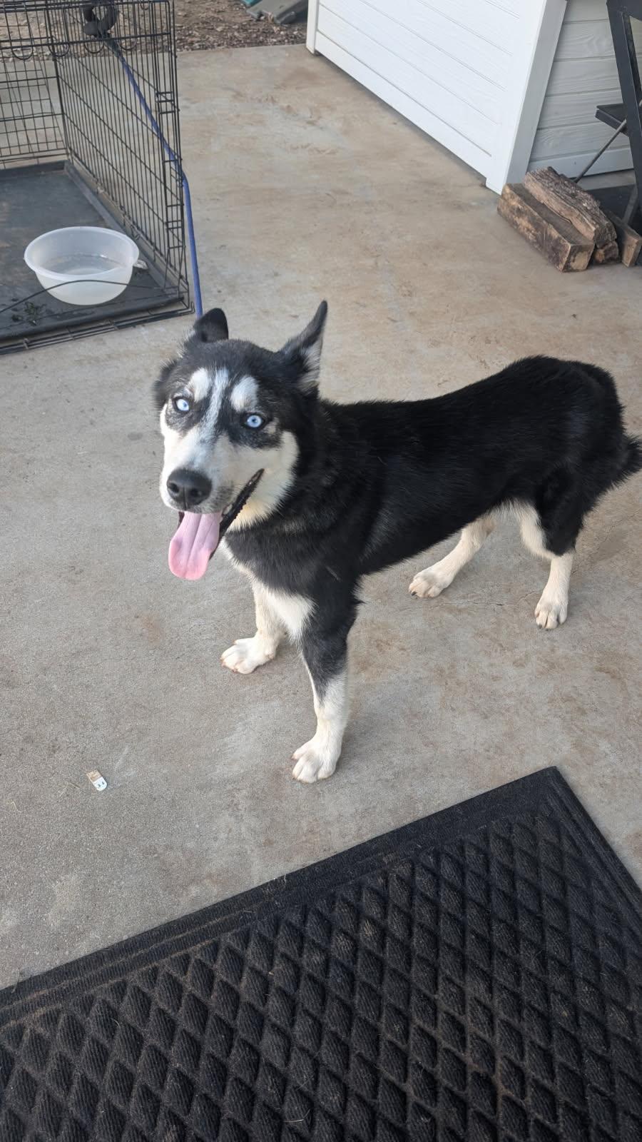 Enlarge Scout, a Adoptable Siberian Husky in Fort Worth, TX image 2/5
