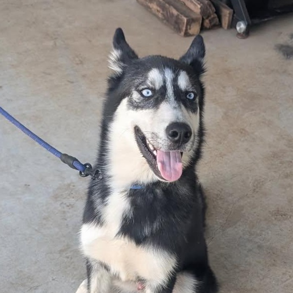 Scout, Adoptable, Young Male Siberian Husky.