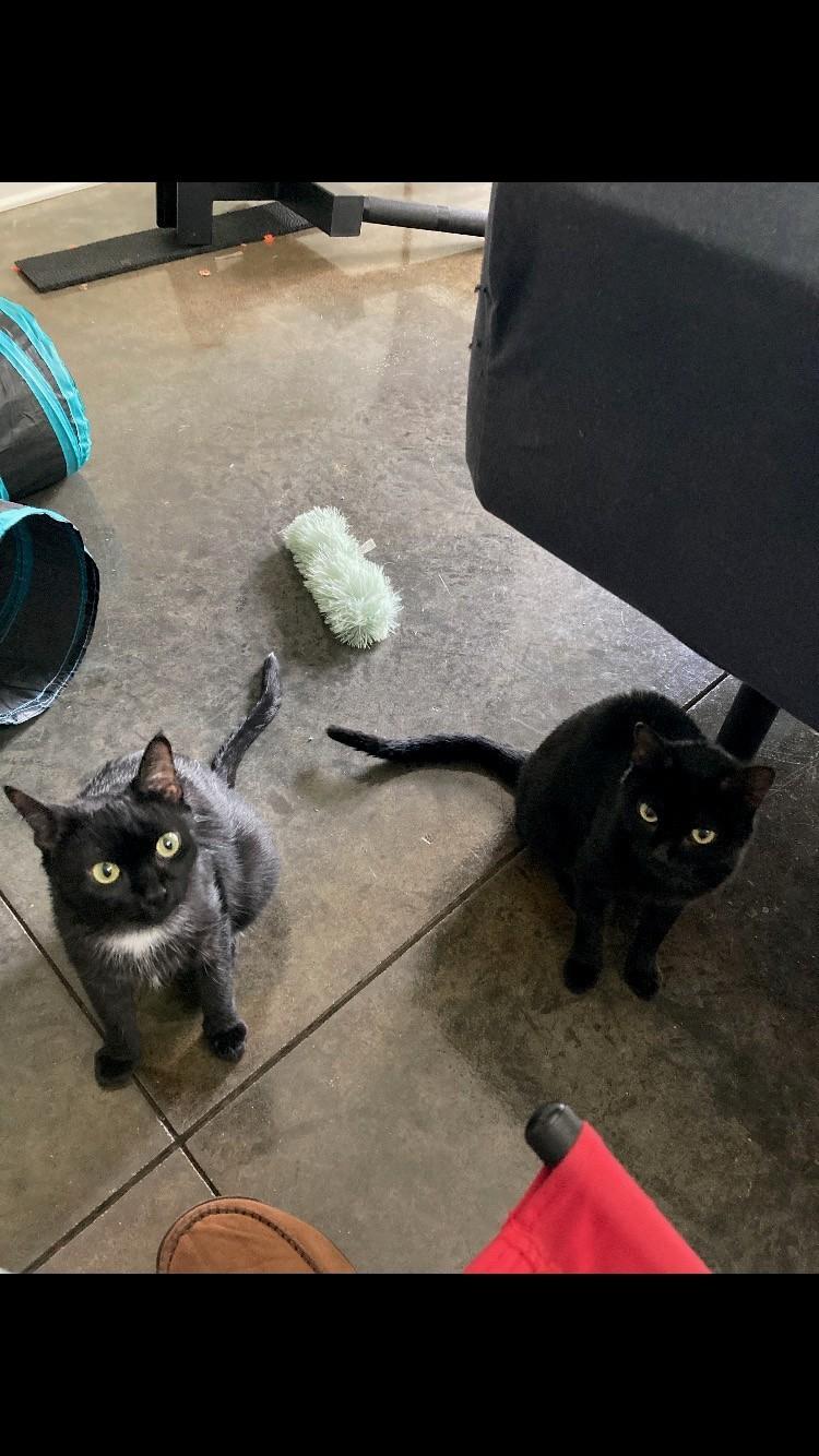 Enlarge Hana & Kiki, a ADOPTABLE Domestic Short Hair in Easley, SC image 3/4