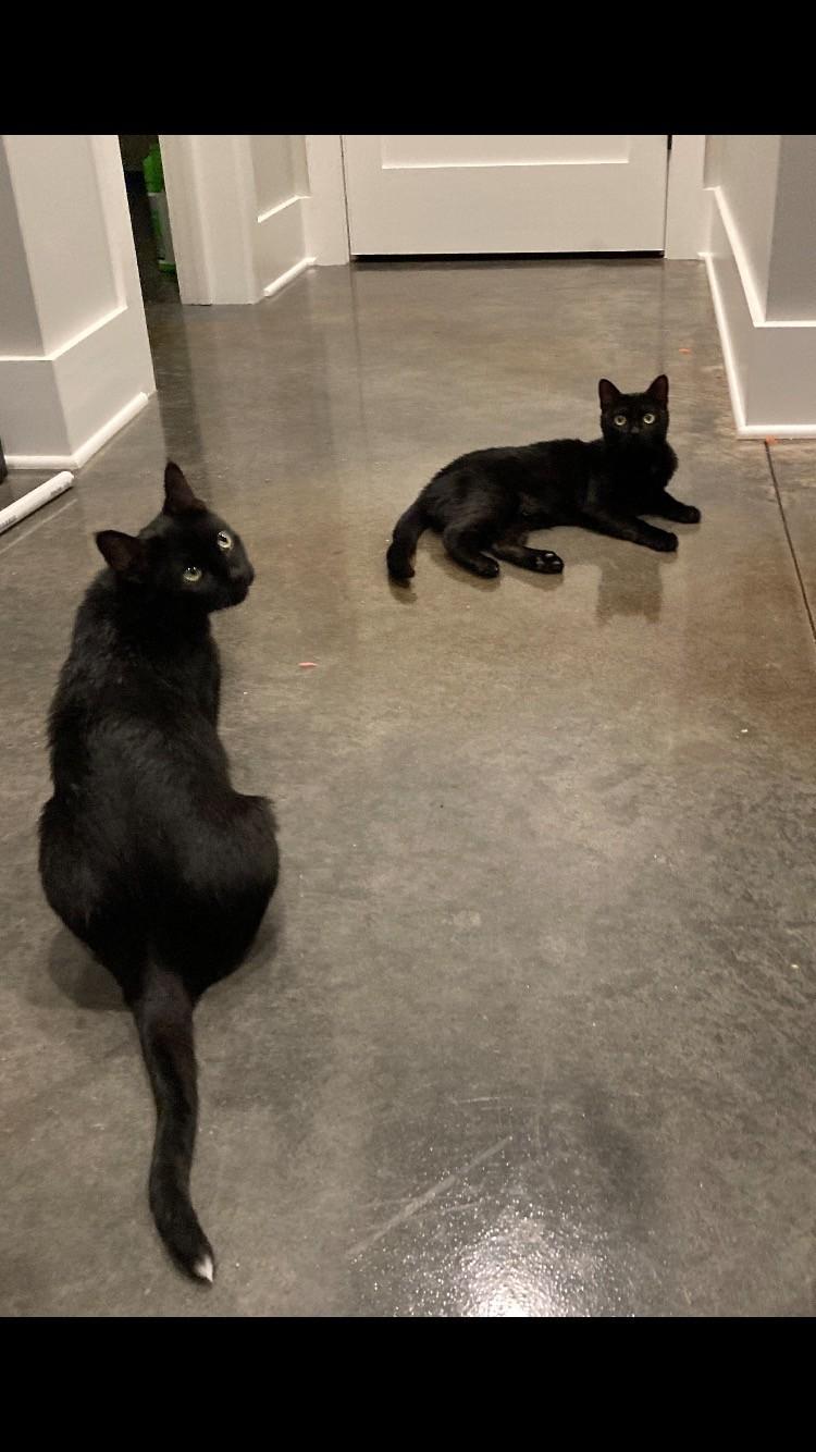 Enlarge Hana & Kiki, a ADOPTABLE Domestic Short Hair in Easley, SC image 2/4