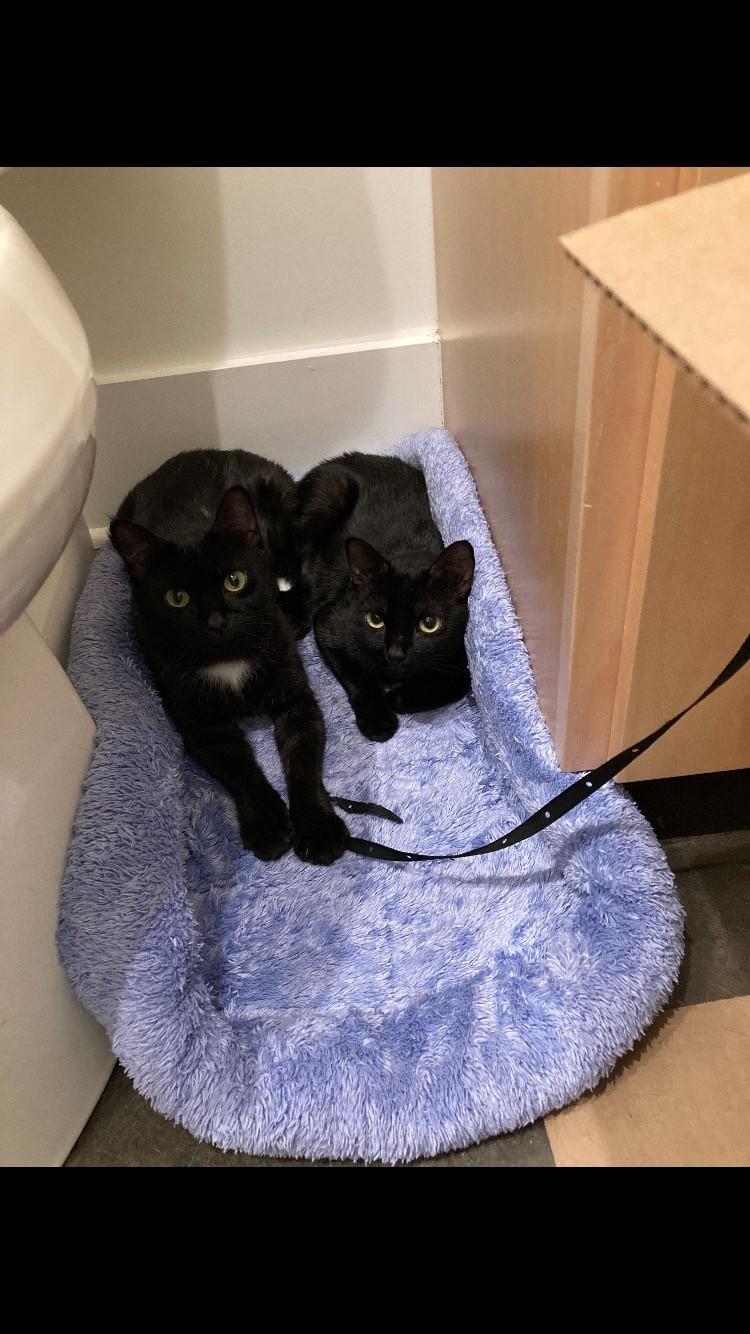 Hana & Kiki, ADOPTABLE, Young Female Domestic Short Hair.