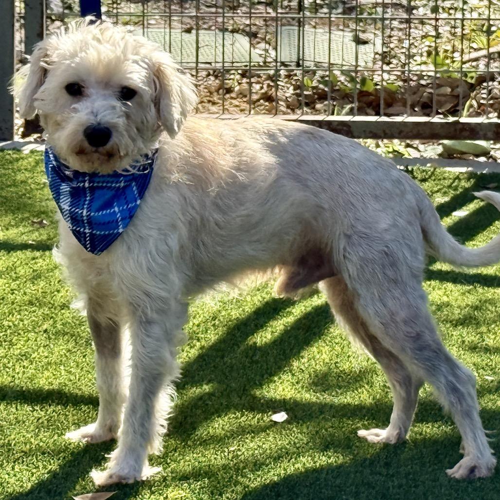 Draco - the sweetest boy, a Adoptable Schnauzer in Austin, TX image 2/5