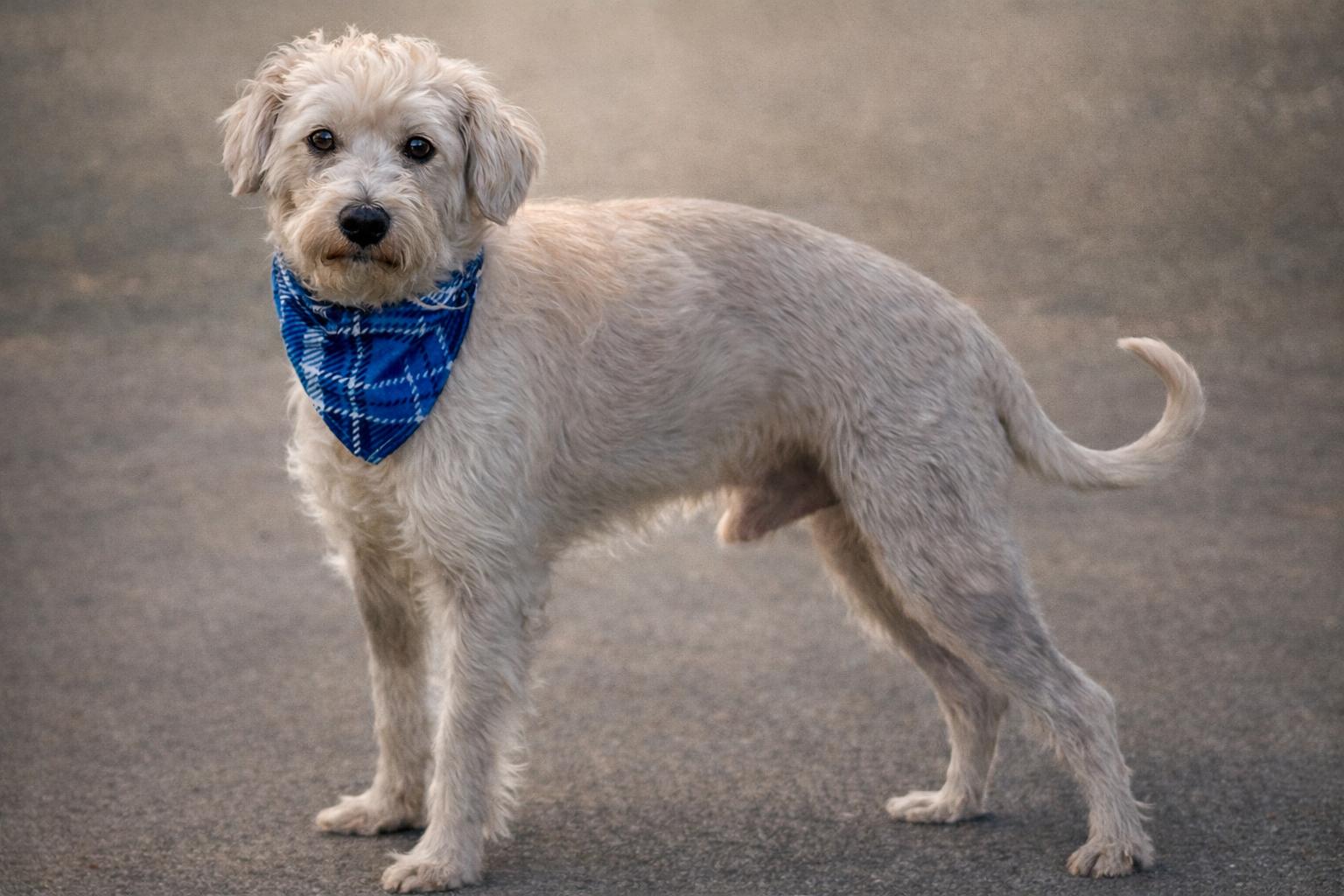 Draco - the sweetest boy, a Adoptable Schnauzer in Austin, TX image 3/5