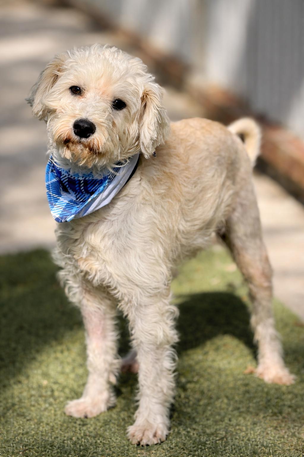 Draco - the sweetest boy, a Adoptable Schnauzer in Austin, TX image 4/5