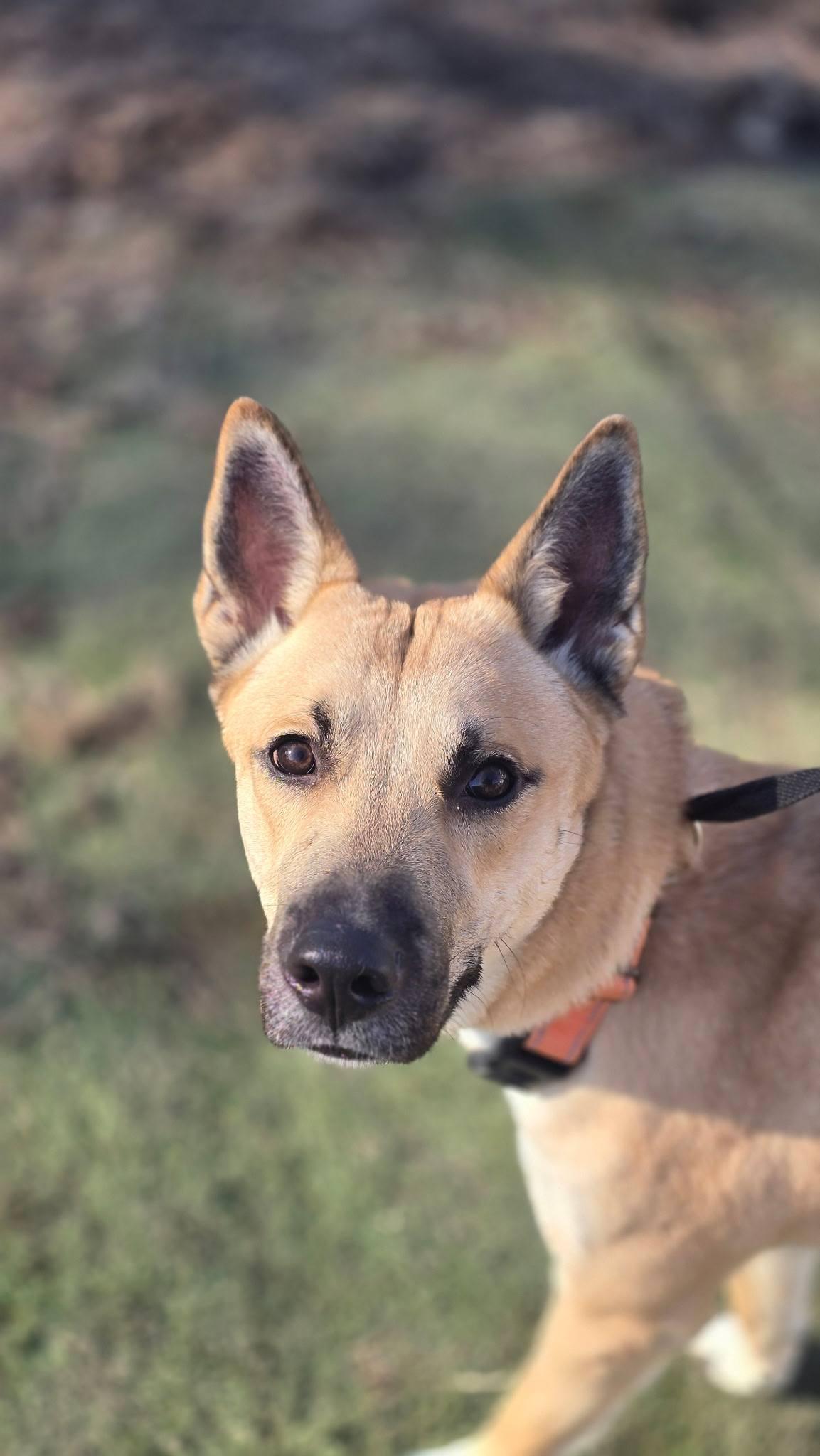 Dingo, ADOPTABLE, Young Male Husky.