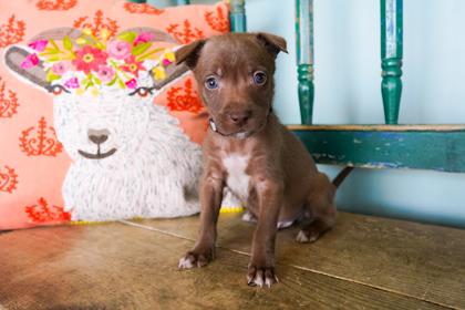 Cilantro, Adoptable, Puppy Male Border Collie & Shepherd.