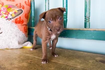 Cilantro, a Adoptable mixed breed in San Antonio, TX image 2/3