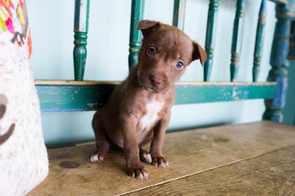 Cilantro, a Adoptable mixed breed in San Antonio, TX image 3/3