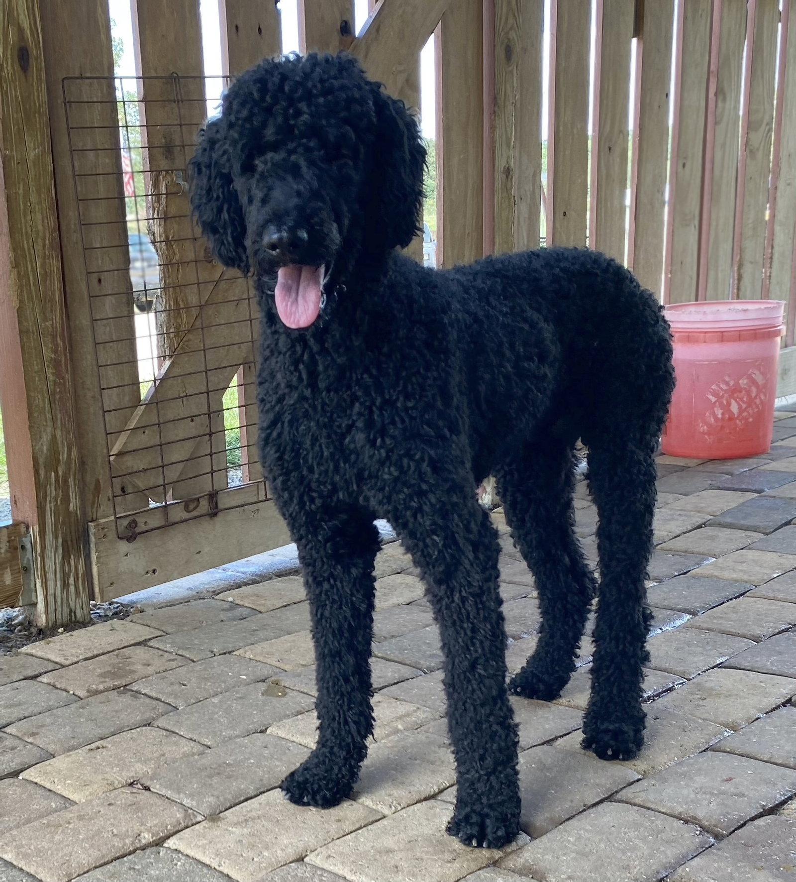 Enlarge Rory Apr 24 - An SOS Dog, a Adopted Standard Poodle in Pacolet, SC image 1/3