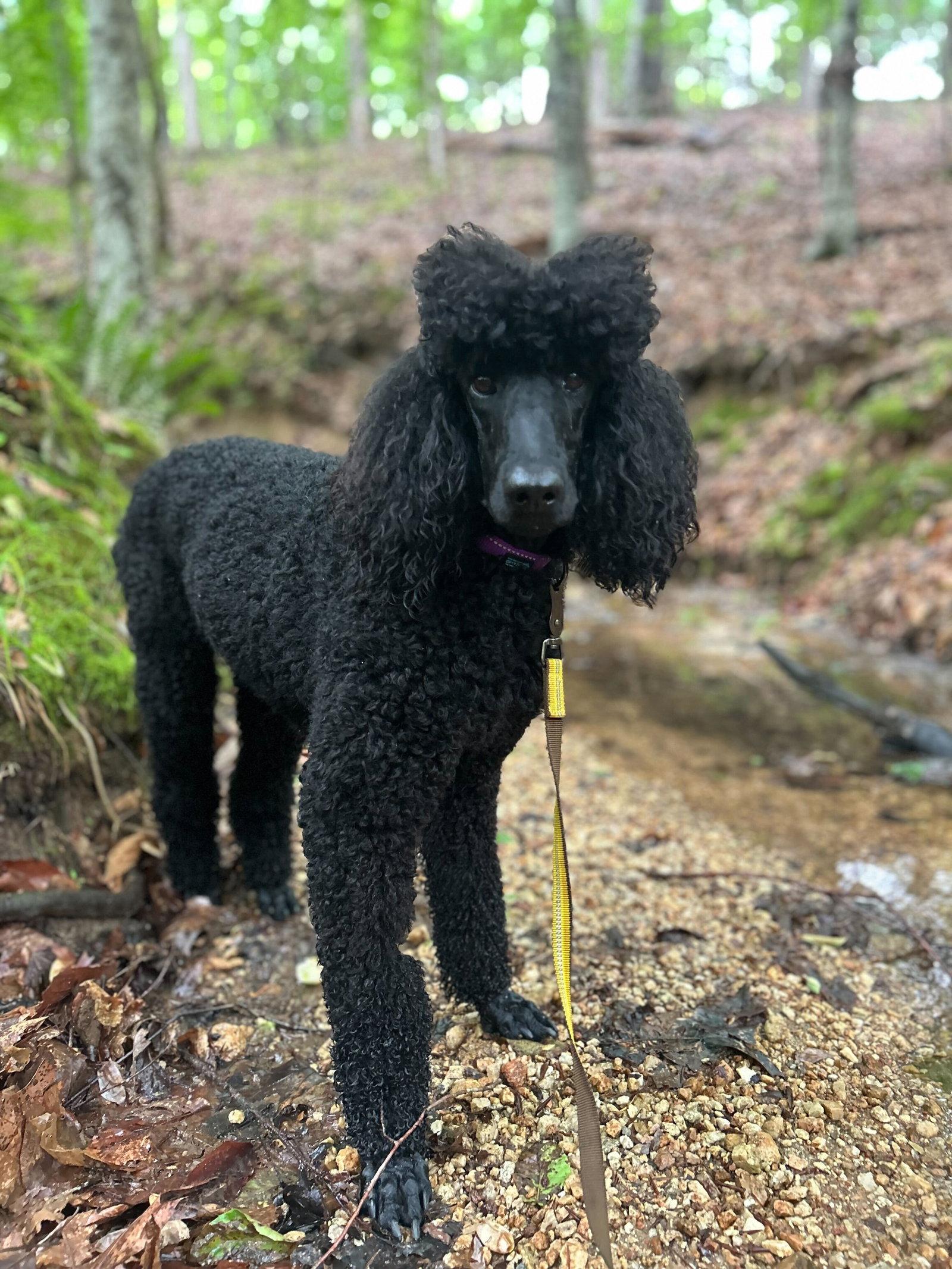 Enlarge Rory Apr 24 - An SOS Dog, a Adopted Standard Poodle in Pacolet, SC image 2/3