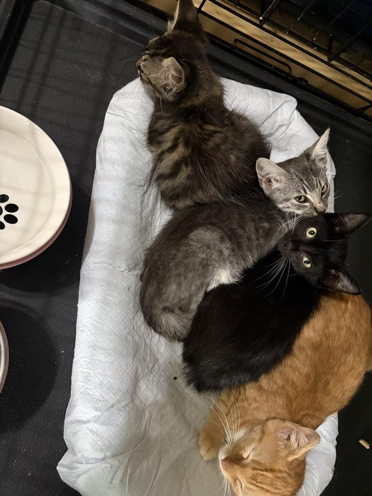 Leah, Adoptable, Kitten Female Domestic Short Hair.