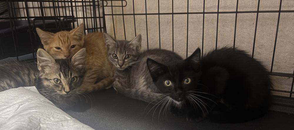 Enlarge Leah, a Adoptable Domestic Short Hair in Orlando, FL image 2/4