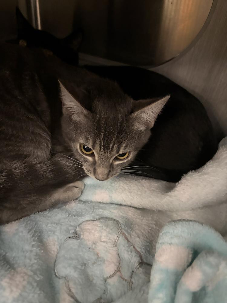 Enlarge Leah, a Adoptable Domestic Short Hair in Orlando, FL image 3/4