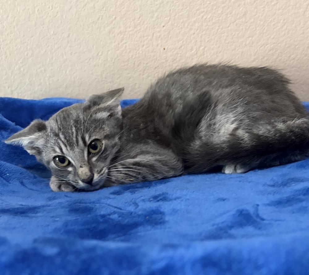 Enlarge Leah, a Adoptable Domestic Short Hair in Orlando, FL image 4/4