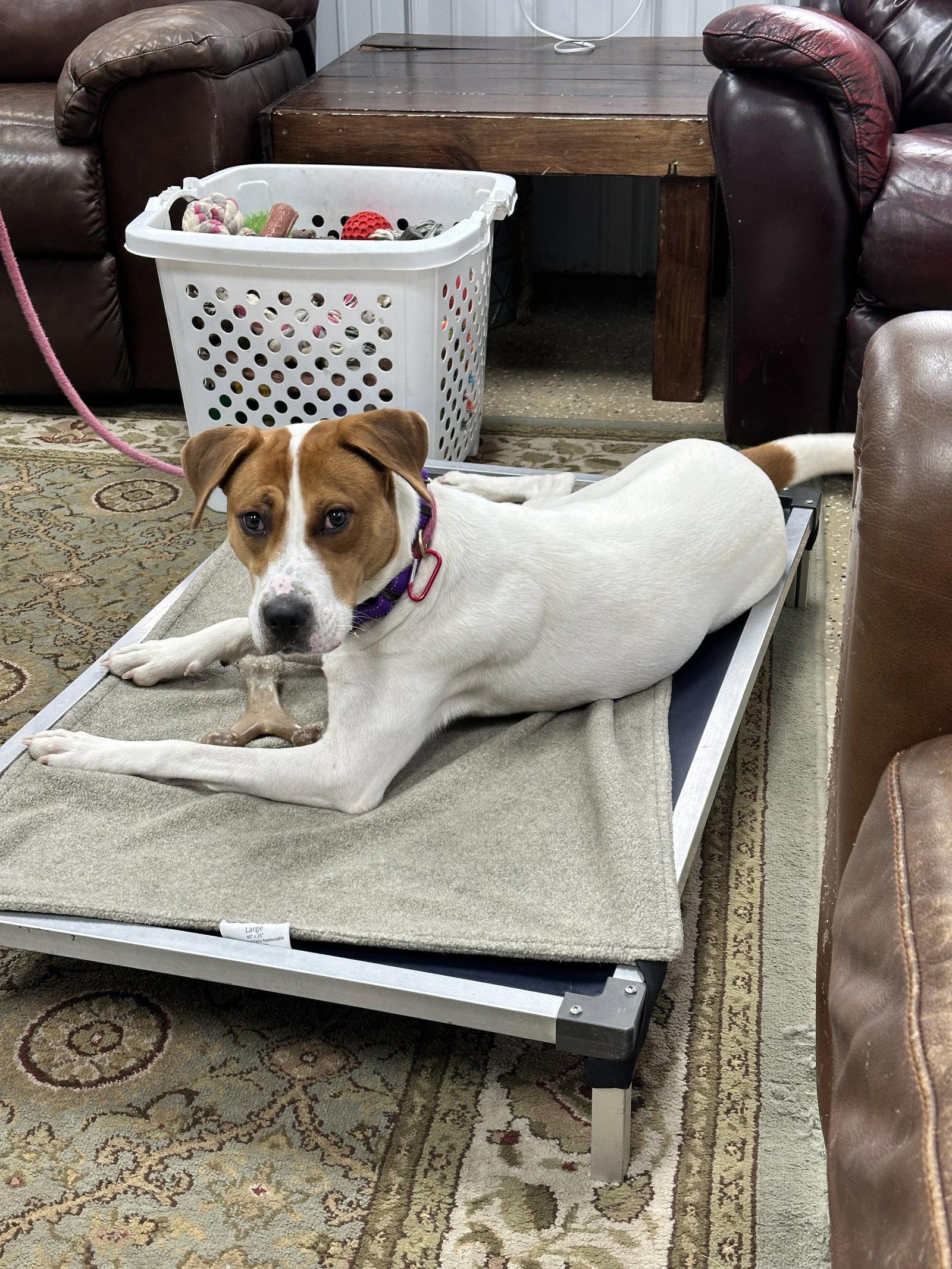 Hazel, Adopted, Young Female Foxhound & Pit Bull Terrier.