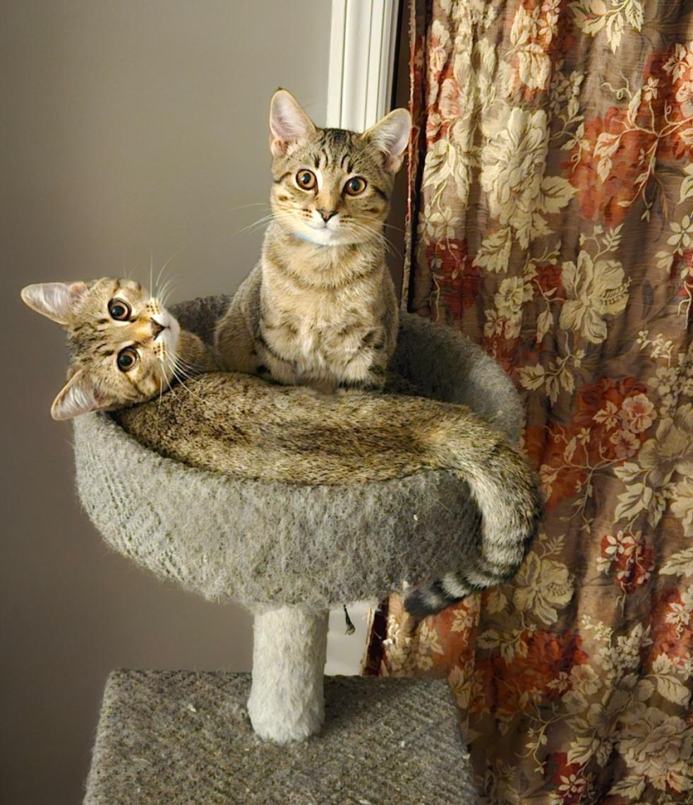 Bert & Ernie (bonded brothers)