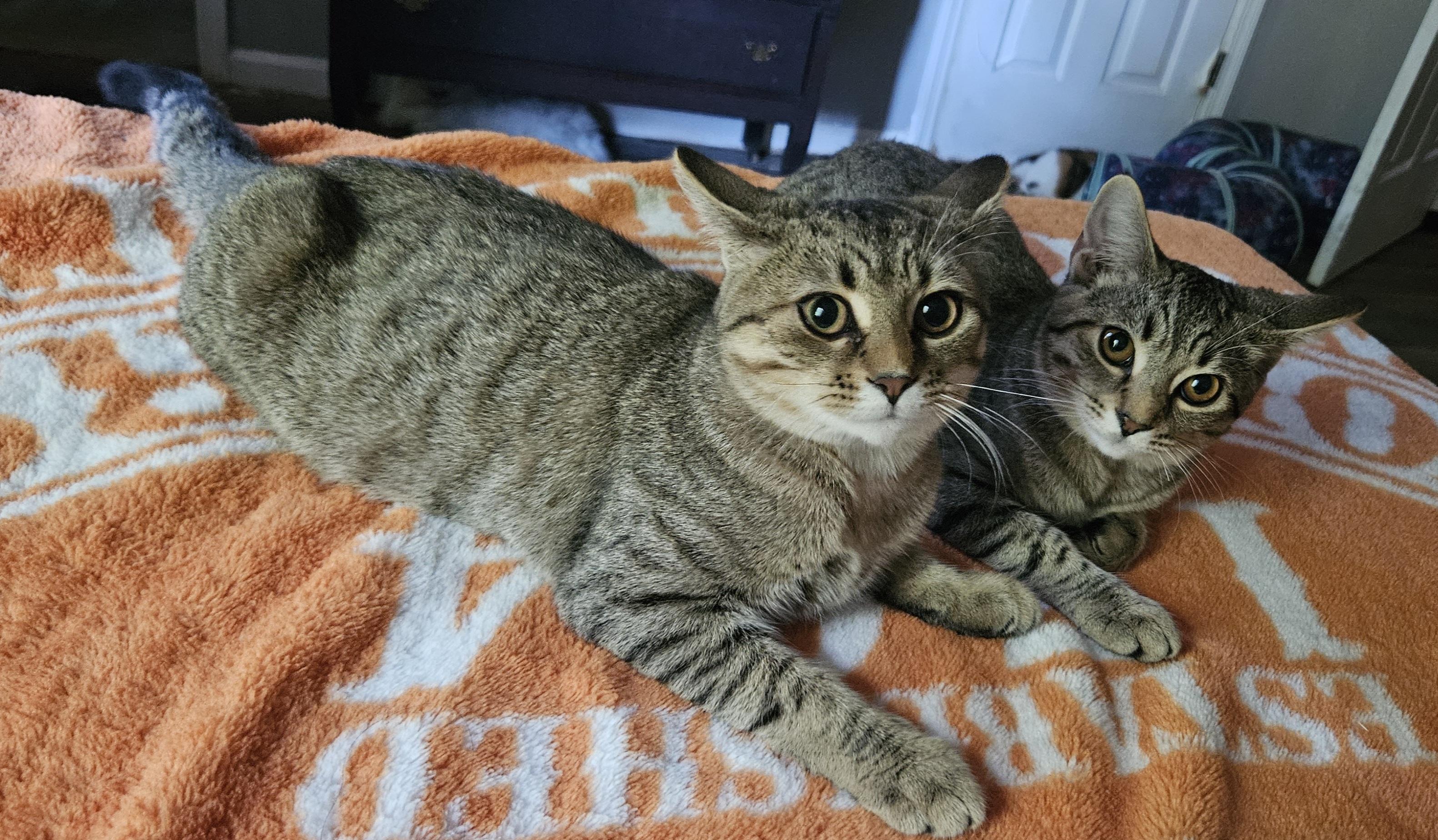 Bert & Ernie (bonded brothers)