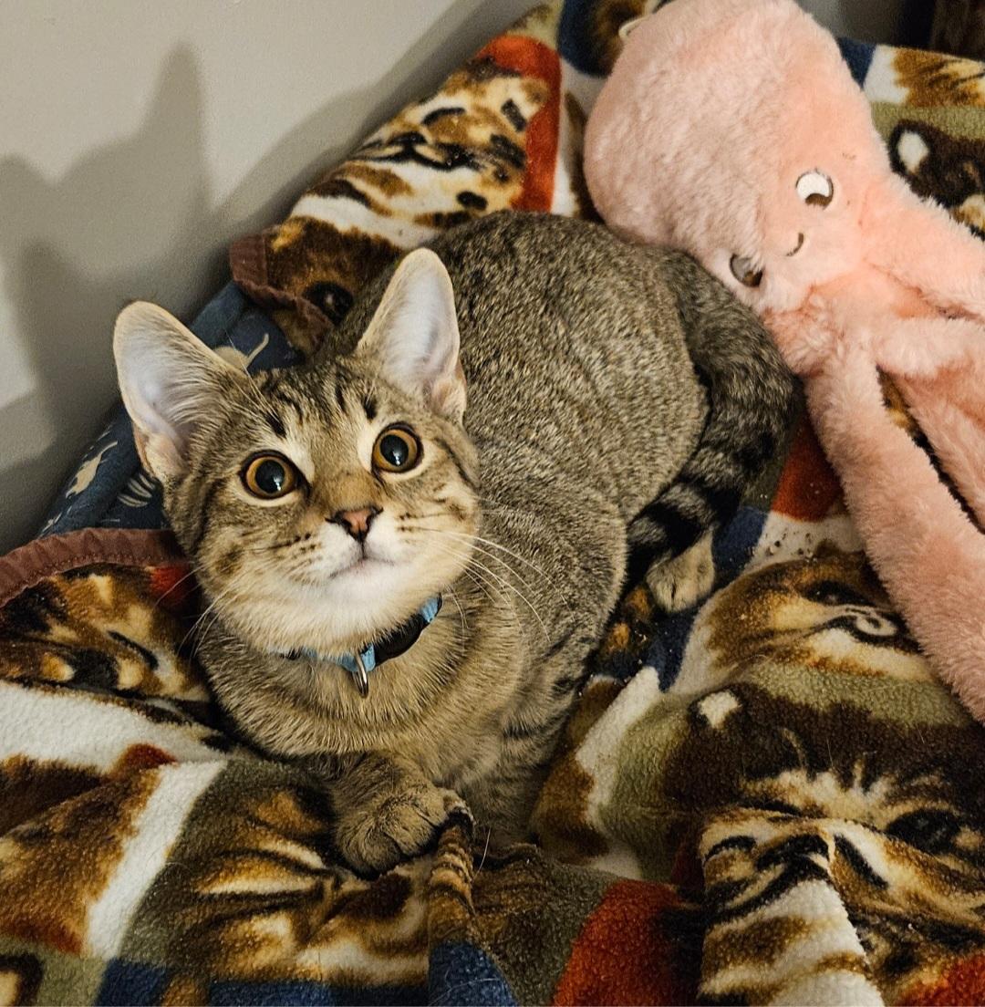 Bert & Ernie (bonded brothers)