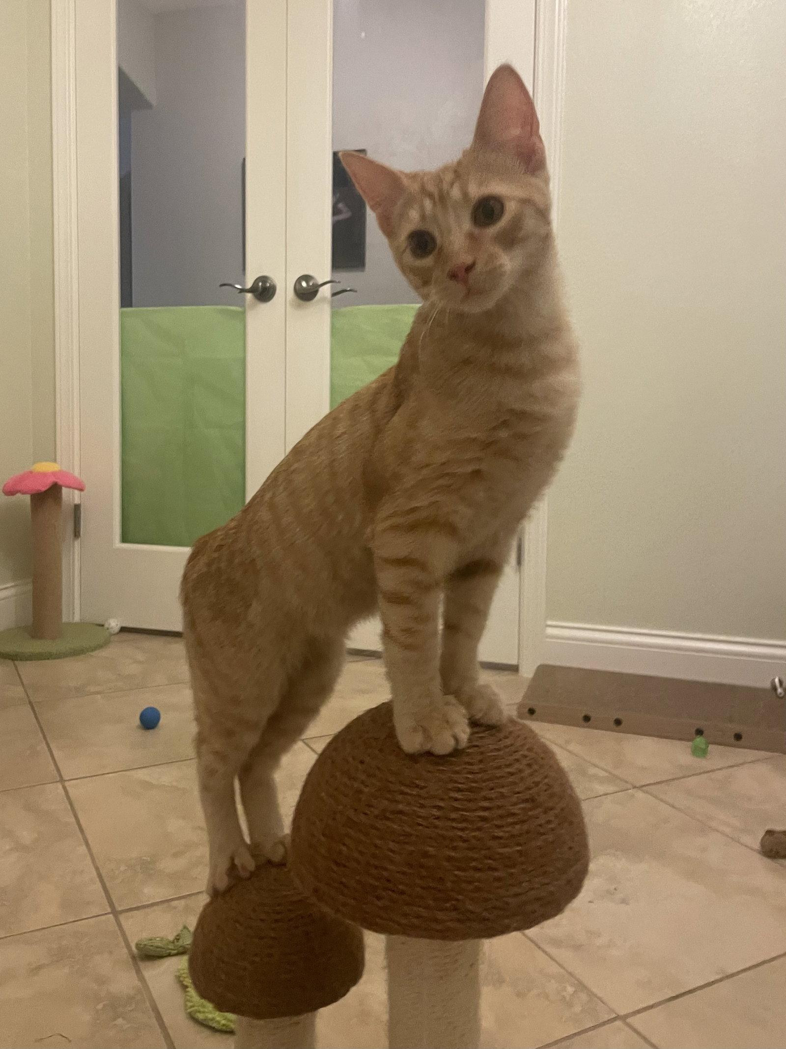 Sonny (5059), Adoptable, Kitten Male Domestic Short Hair.