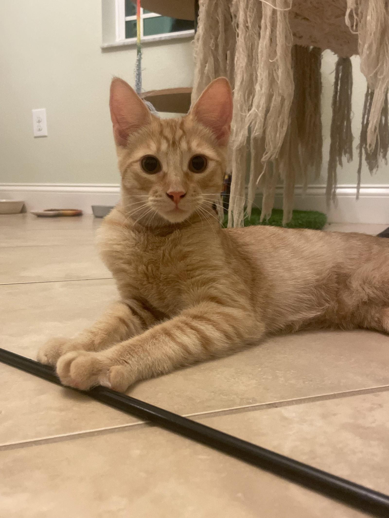 Enlarge Sonny (5059), a Adoptable Domestic Short Hair in Wesley Chapel, FL image 2/3
