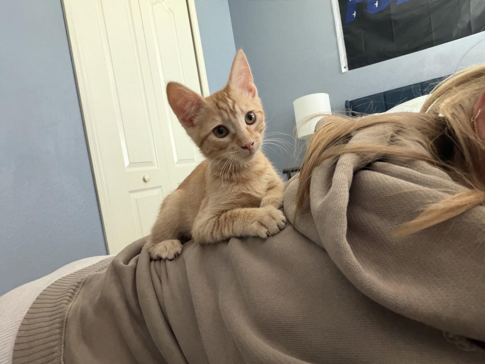 Sonny (5059), Adoptable, Kitten Male Domestic Short Hair.