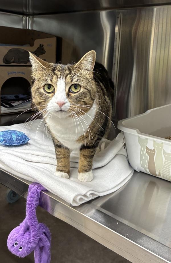 Taika, Adoptable, Adult Female Domestic Short Hair.