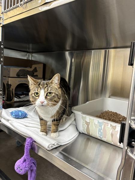 Taika, a Adoptable mixed breed in Sechelt, BC image 2/4