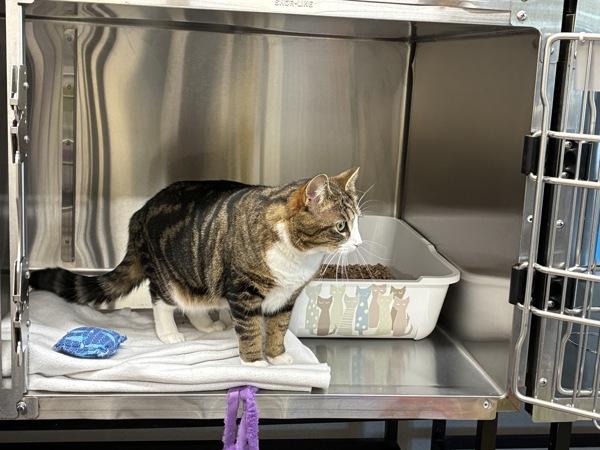 Taika, a Adoptable mixed breed in Sechelt, BC image 3/4