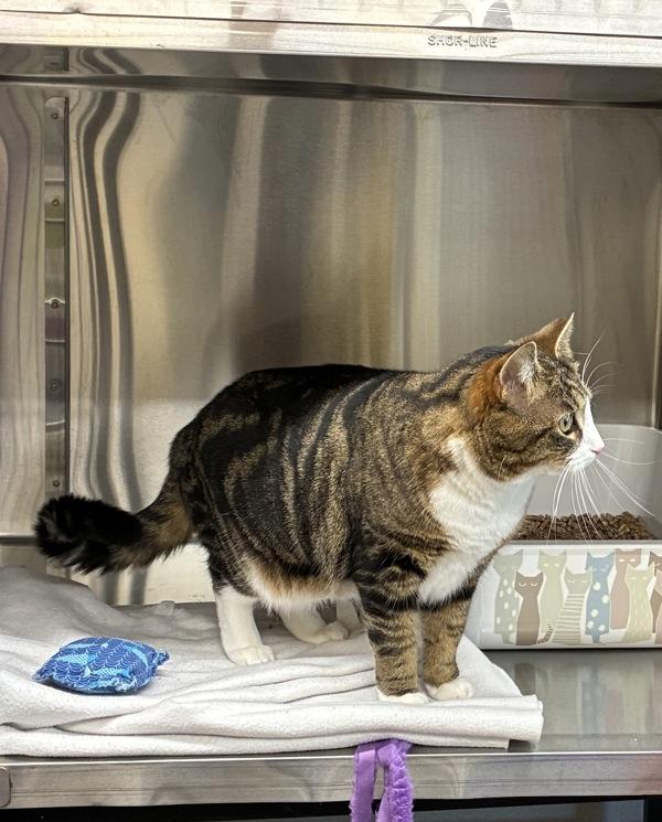 Taika, a Adoptable mixed breed in Sechelt, BC image 4/4