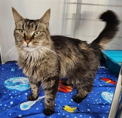 Maple, ADOPTABLE, Adult Female Domestic Long Hair.