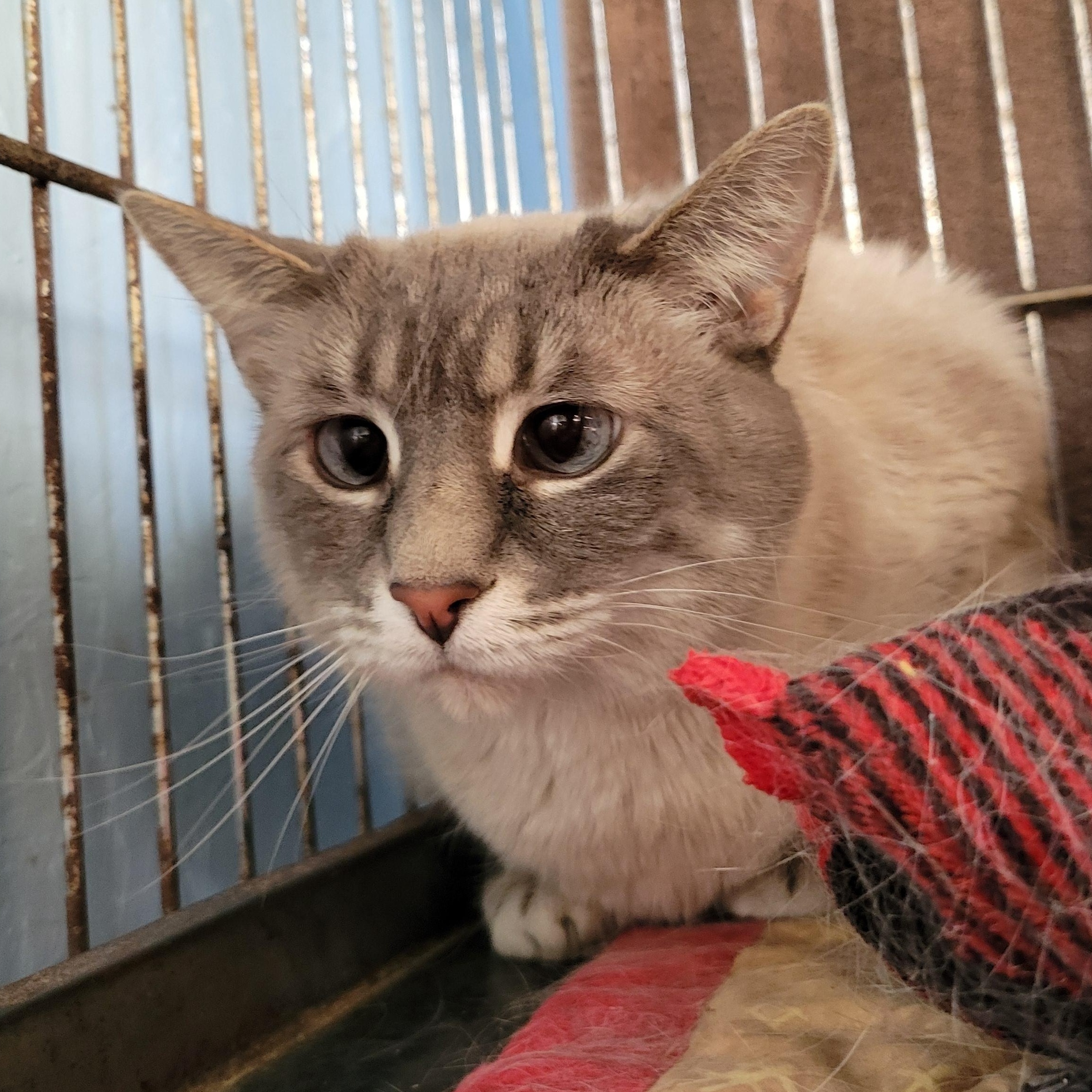 Enlarge Smooch, a ADOPTABLE Silver in Clarinda, IA image 1/2