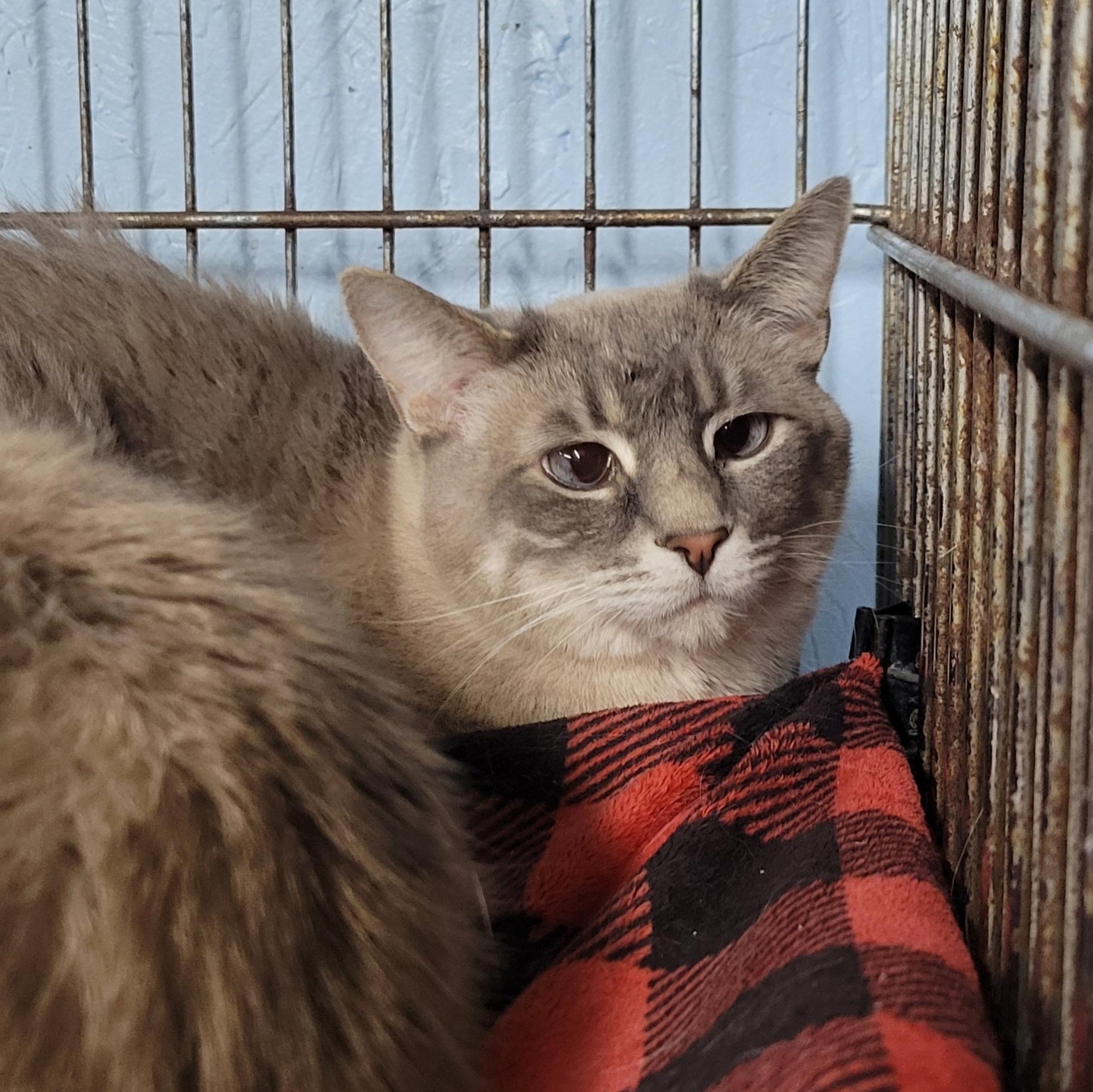 Smooch, ADOPTABLE, Adult Female Silver.