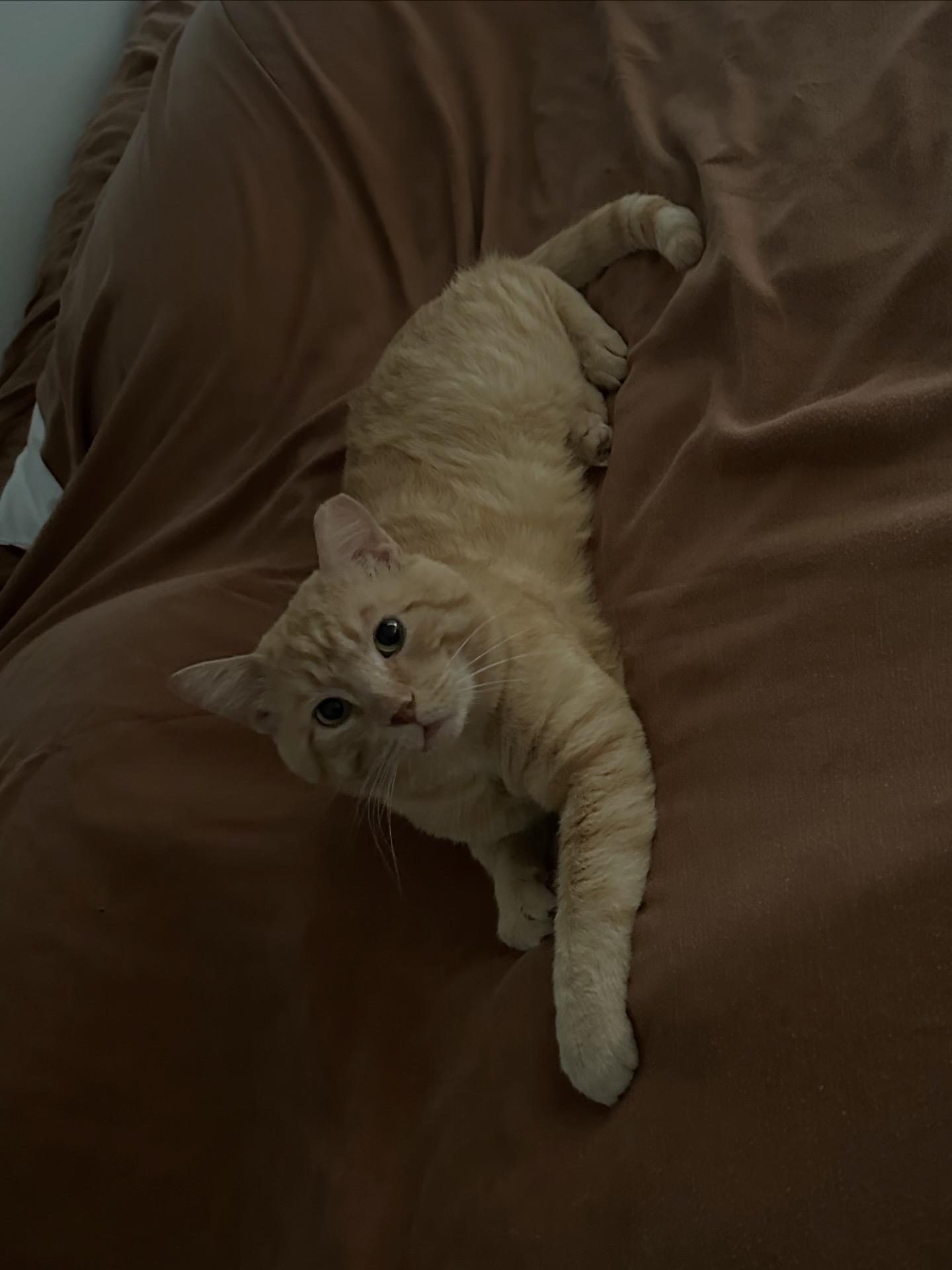 Enlarge Burt Reynolds, an adopted Domestic Short Hair in Lakewood, CO image 4/4