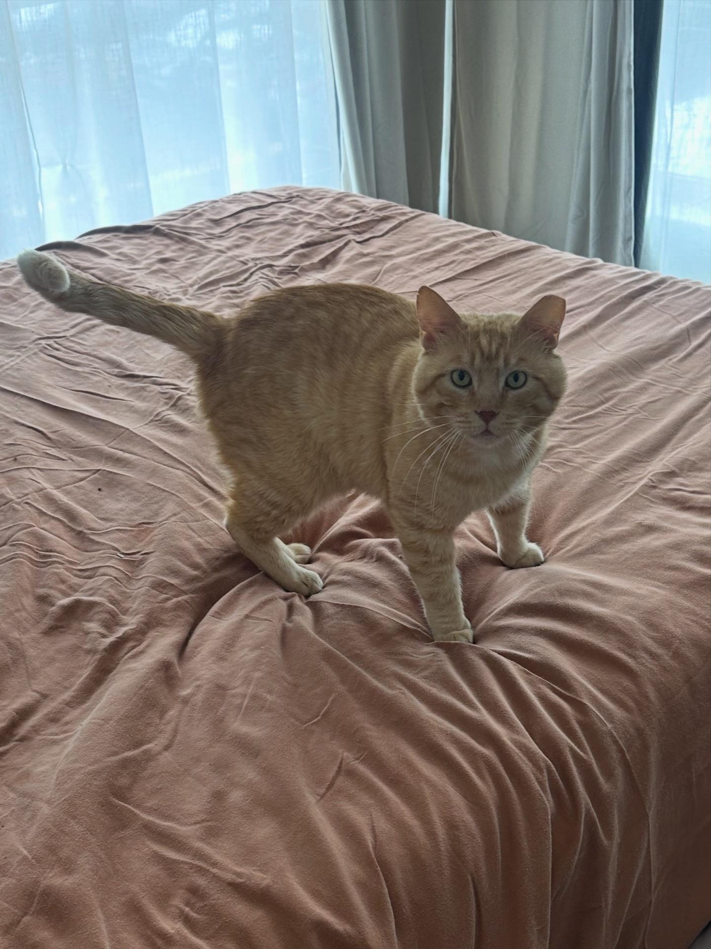 Burt Reynolds, adopted, Adult Male Domestic Short Hair.