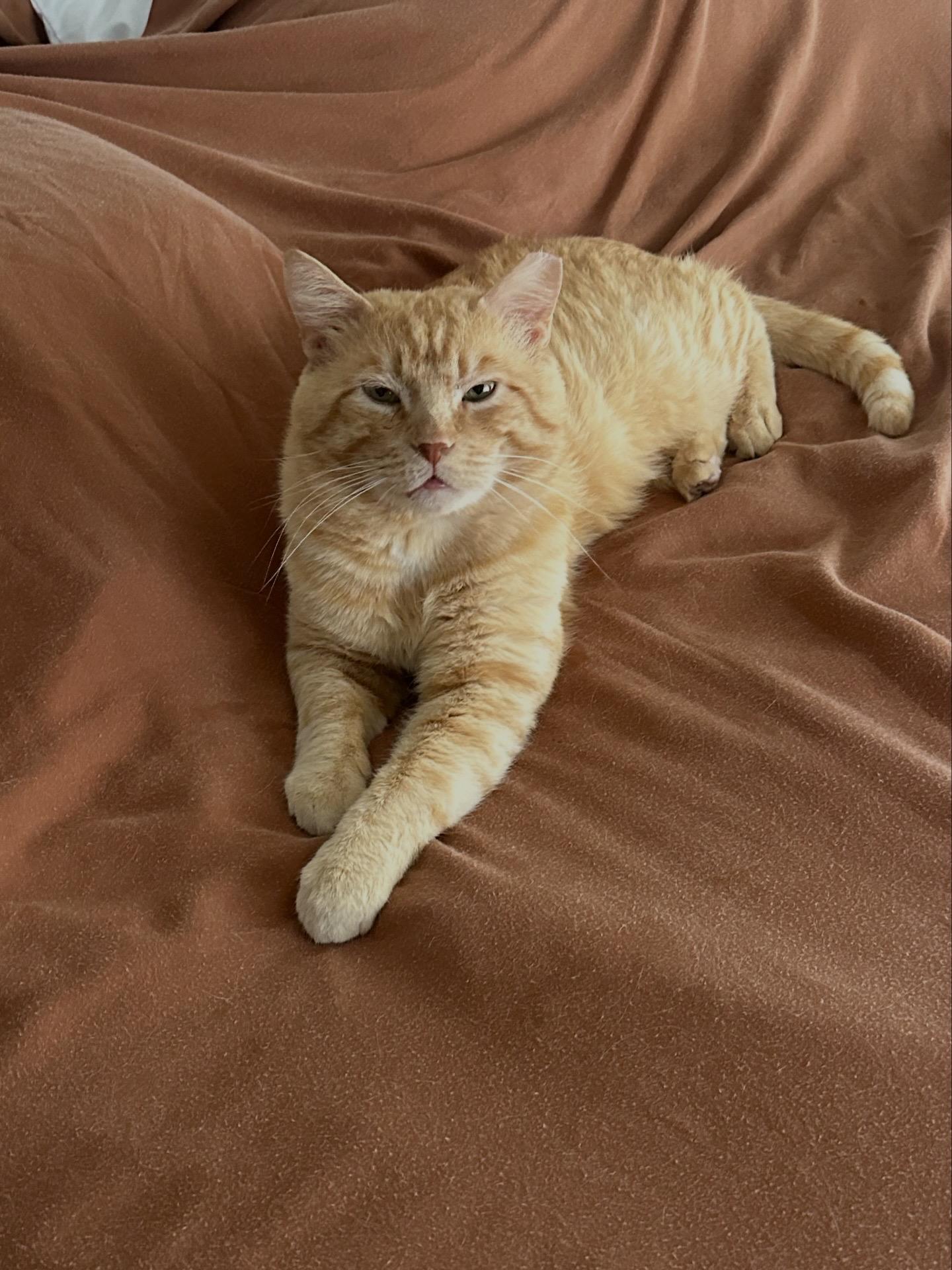 Enlarge Burt Reynolds, an adopted Domestic Short Hair in Lakewood, CO image 3/4