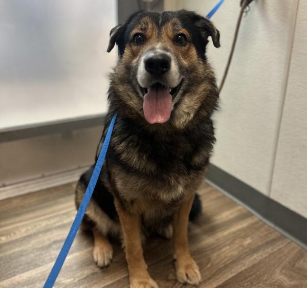 Enlarge Bear, a Adoptable mixed breed in San Diego, CA image 1/3