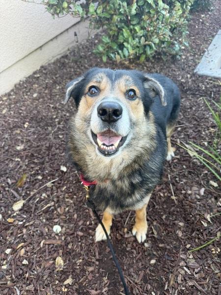 Enlarge Bear, a Adoptable mixed breed in San Diego, CA image 2/3