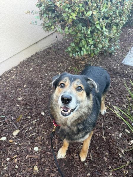 Enlarge Bear, a Adoptable mixed breed in San Diego, CA image 3/3