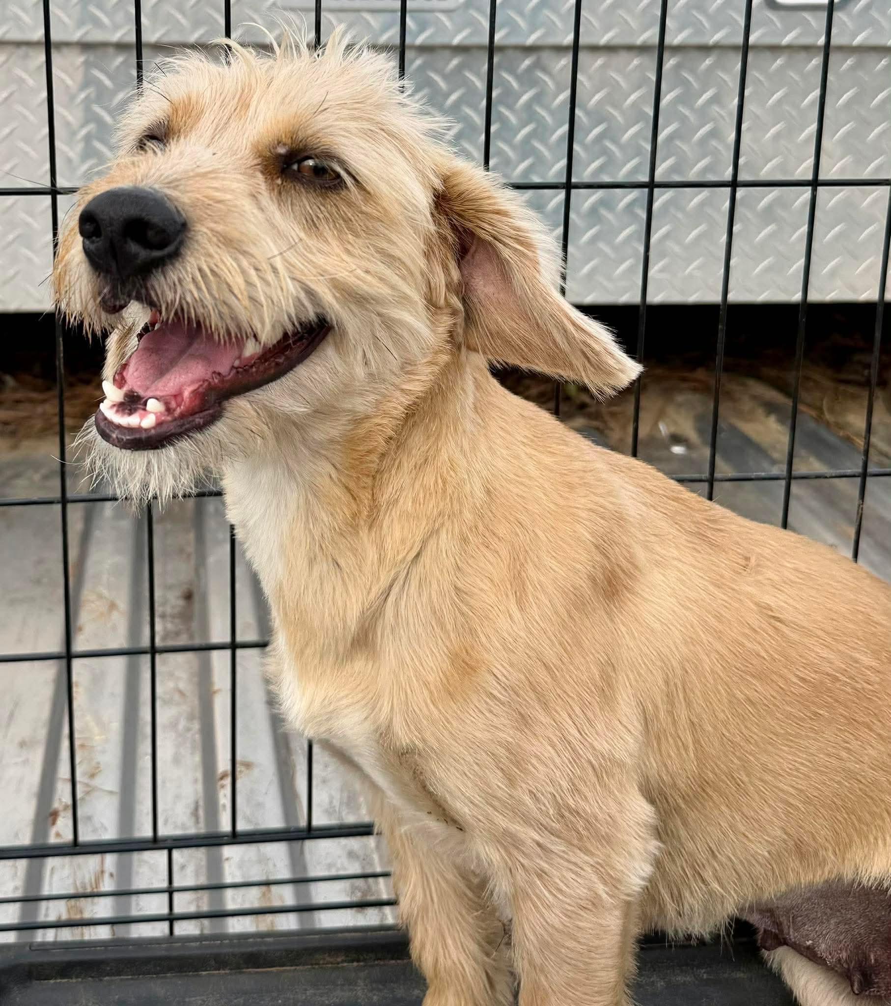 Marcona, Adoptable, Young Female Miniature Poodle & Cairn Terrier.