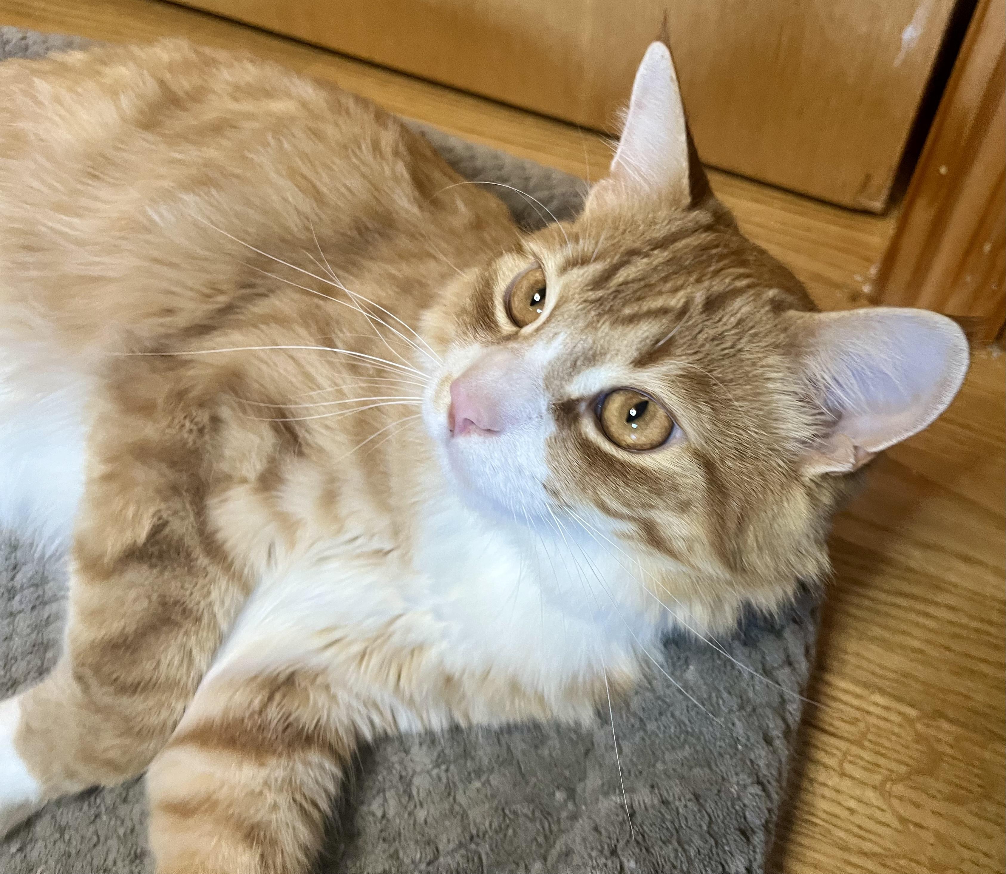 Jack, a ADOPTABLE mixed breed in Rocky Hill, CT image 5/6