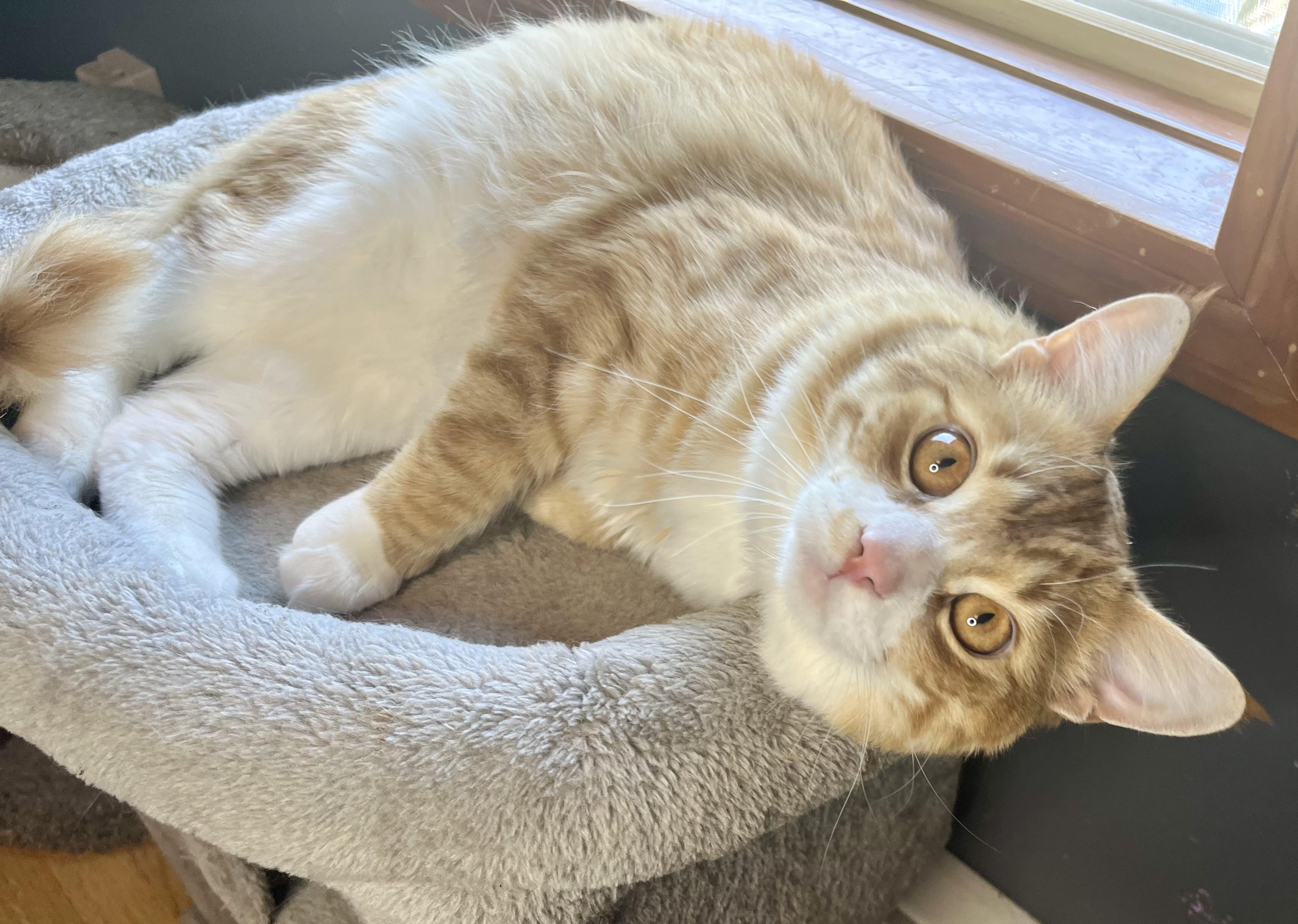 Jack, a ADOPTABLE mixed breed in Rocky Hill, CT image 2/6