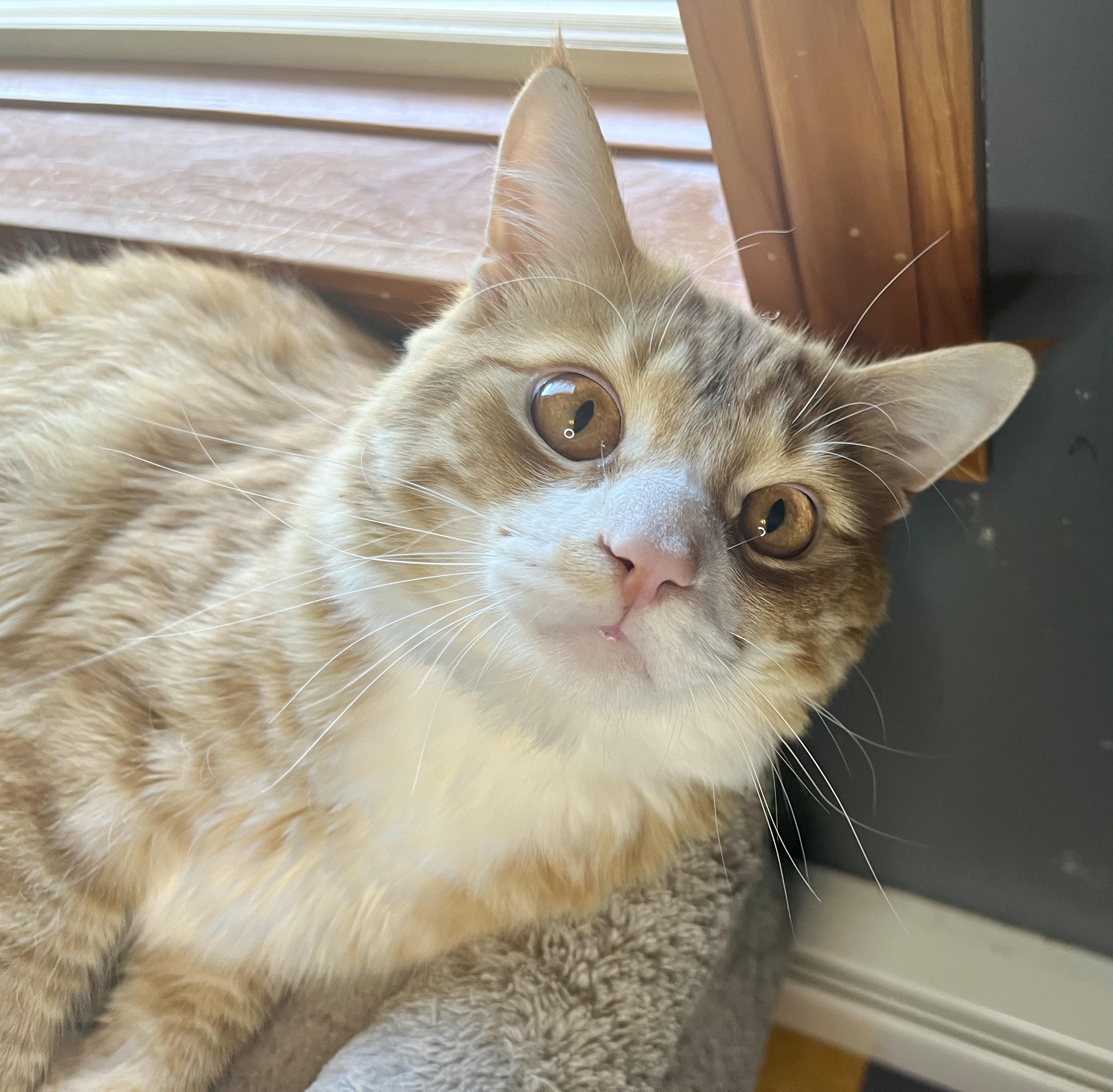 Jack, a ADOPTABLE mixed breed in Rocky Hill, CT image 3/6