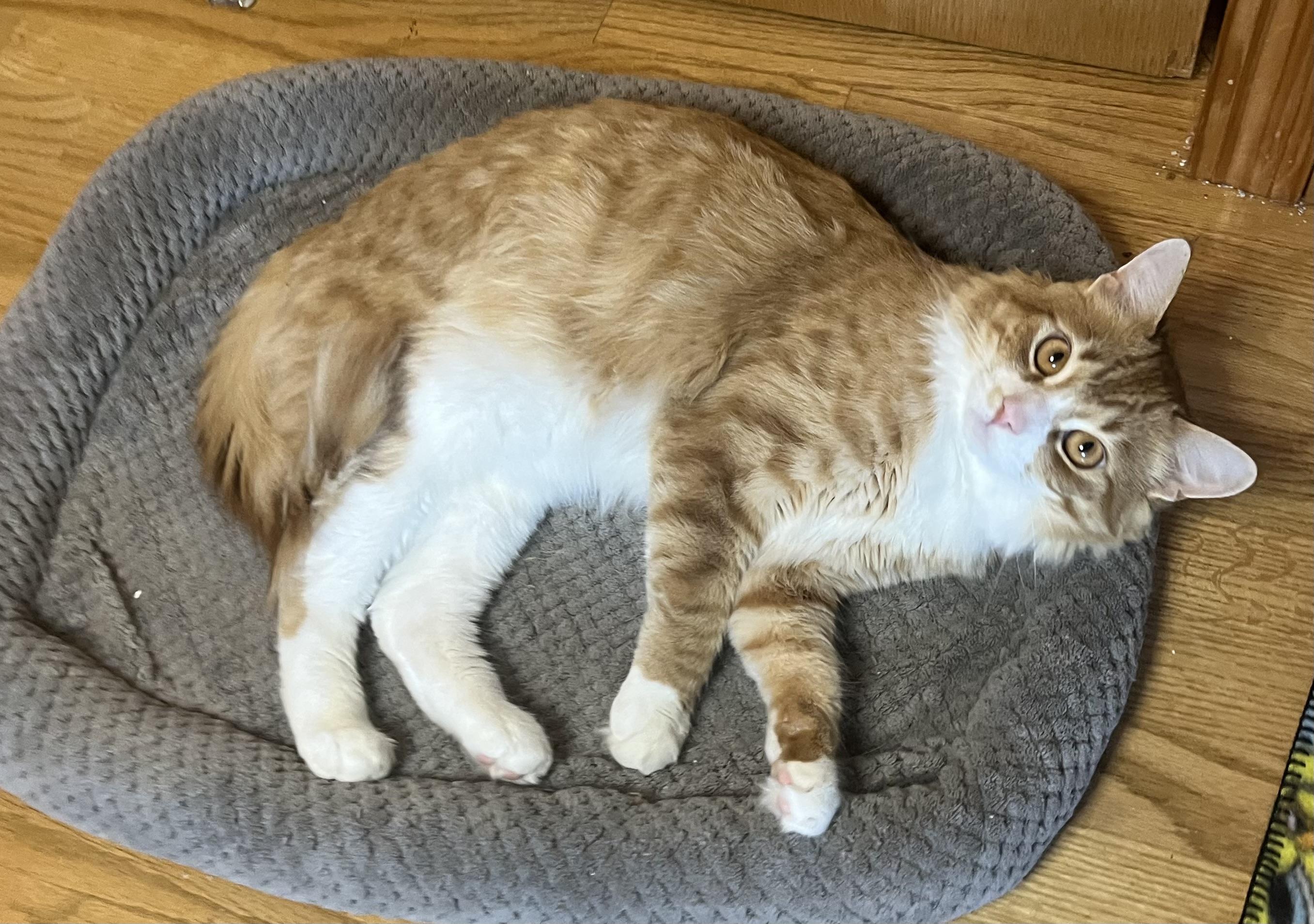 Jack, a ADOPTABLE mixed breed in Rocky Hill, CT image 4/6
