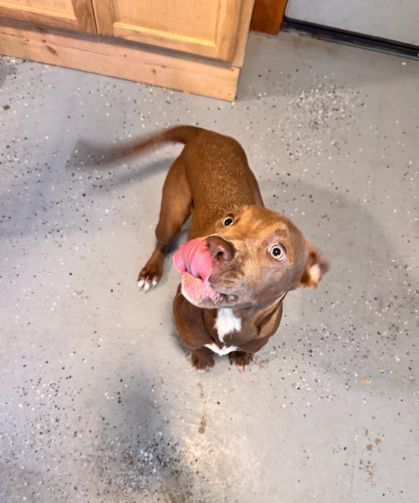 Marlene, a Adoptable mixed breed in Fayetteville, AR image 1/6