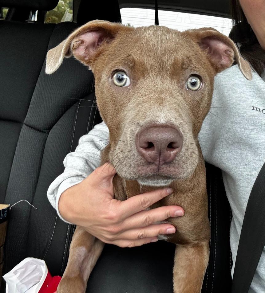 Marlene, Adoptable, Young Female Pit Bull Terrier & Mixed Breed.