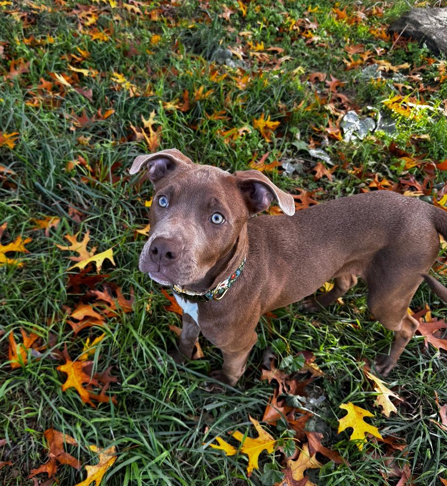 Marlene, a Adoptable mixed breed in Fayetteville, AR image 2/6