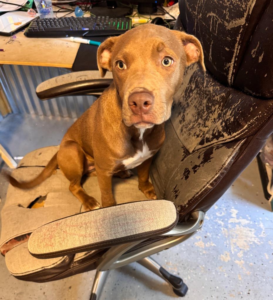 Marlene, a Adoptable mixed breed in Fayetteville, AR image 3/6