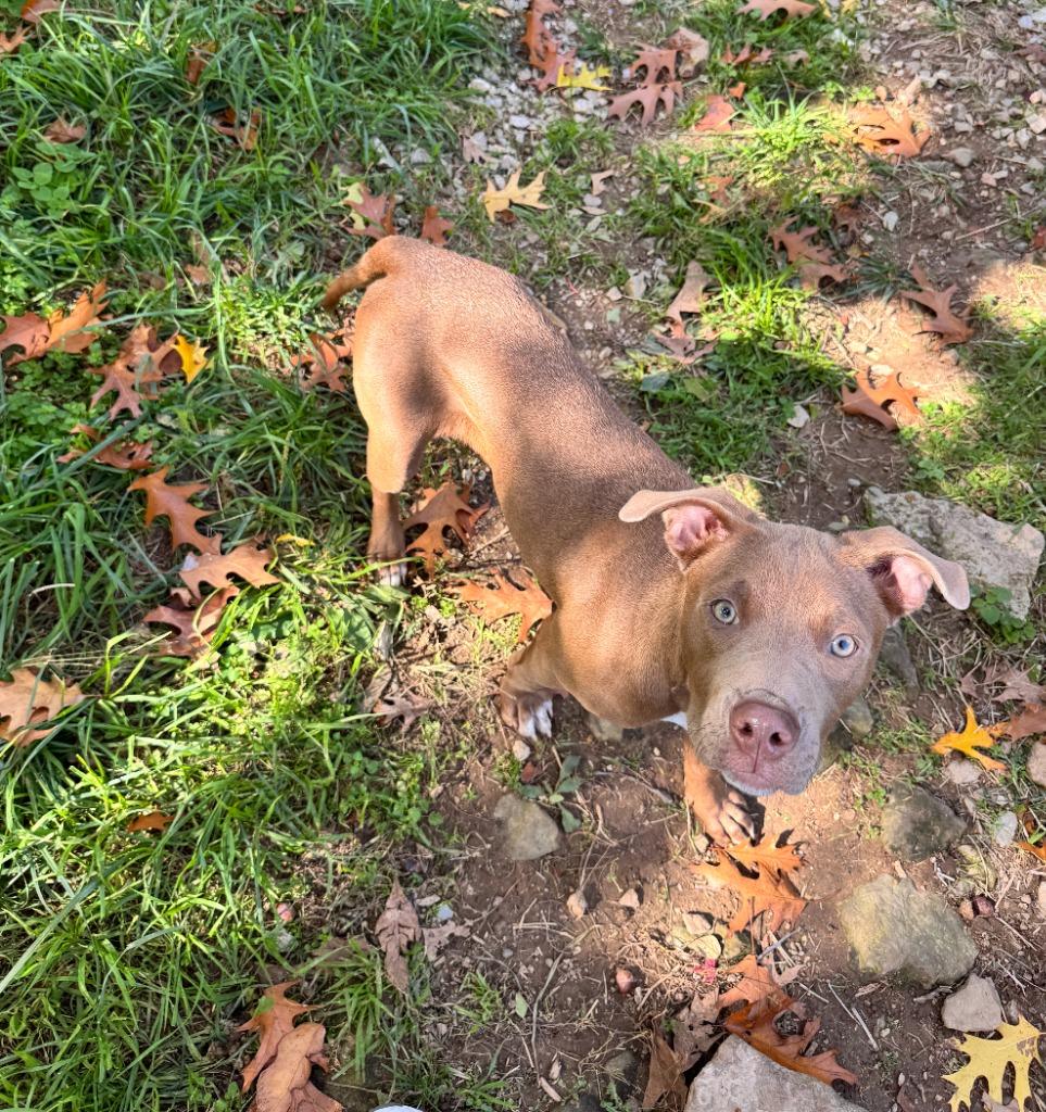 Marlene, a Adoptable mixed breed in Fayetteville, AR image 5/6