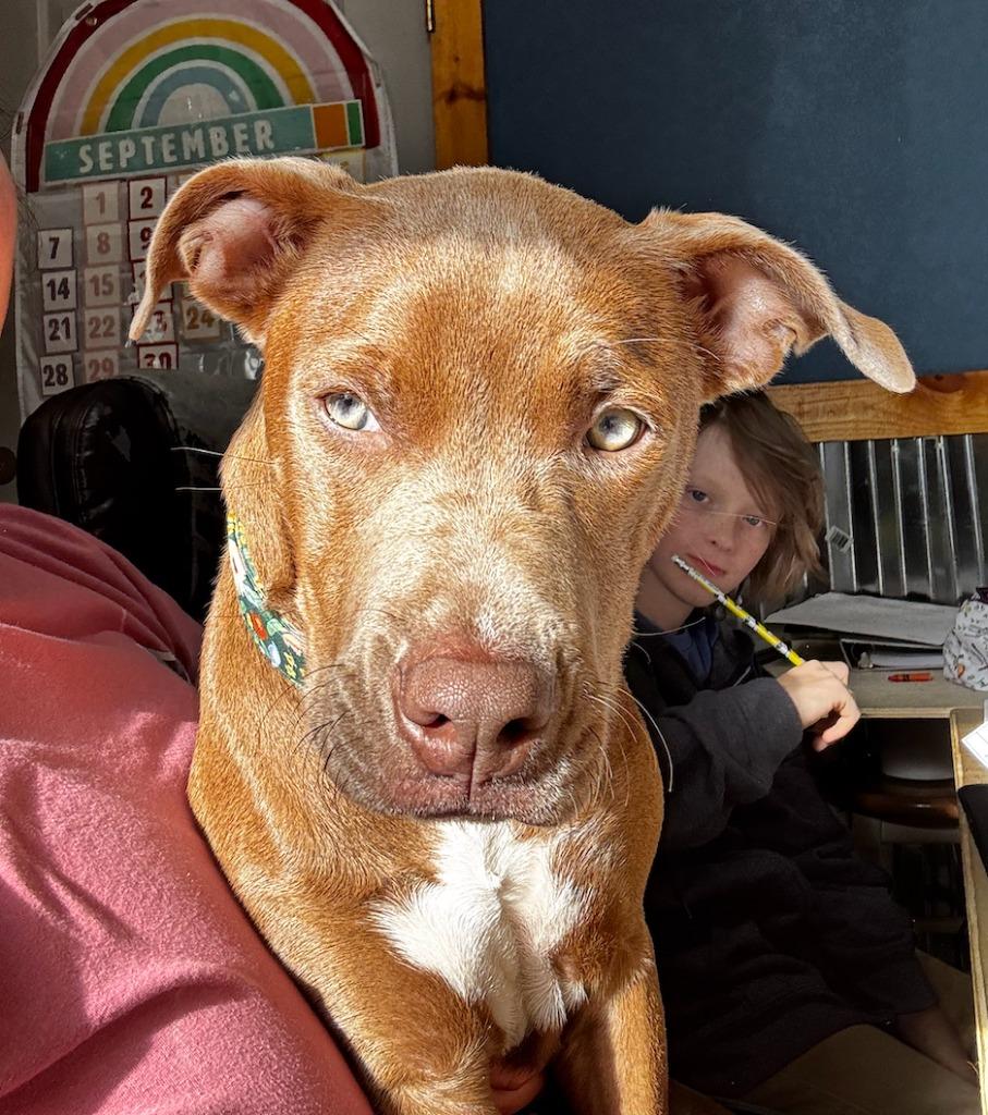 Marlene, a Adoptable mixed breed in Fayetteville, AR image 6/6